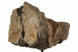 Fossil Triceratops Vertebra Section w/ Metal Stand - South Dakota #339962-1